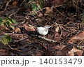山地の林に留鳥としてすむカラ類のコガラ 140153479