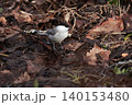 山地の林に留鳥としてすむカラ類のコガラ 140153480