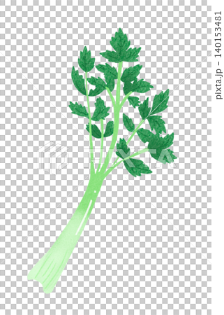 セロリのイラスト 140153481