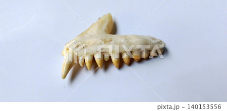 Upper jaw of a carnivorous skull with sharp fangs on a white background. 140153556