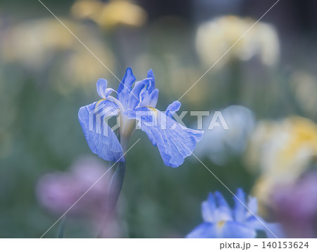 青い菖蒲 青い菖蒲 140153624