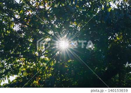 木々の隙間から差し込む太陽の光線01 木々の隙間から差し込む太陽の光線01 140153659