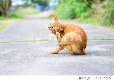 耳を掻く猫　野良猫の姿 140153689