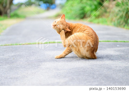 耳を掻く猫　野良猫の姿 140153690