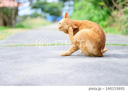耳を掻く猫 野良猫の姿 耳を掻く猫 野良猫の姿 140153691