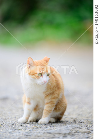 何かを見つめる猫 野良猫の姿 何かを見つめる猫 野良猫の姿 140153692