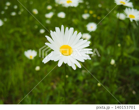緑の野原に凛と咲き誇るマーガレットの花 緑の野原に凛と咲き誇るマーガレットの花 140153701