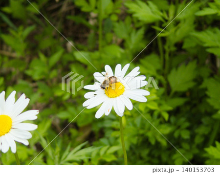 マーガレットの花で吸蜜するハナアブ マーガレットの花で吸蜜するハナアブ 140153703