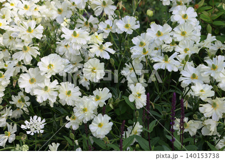 April 25 2026 White Laceflower Blossoms Blooming In Lush Greenery April 25 2026 White Laceflower Blossoms Blooming In Lush Greenery 140153738