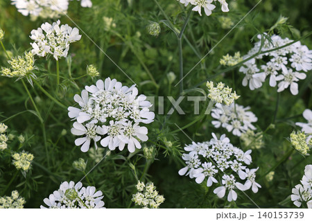 April 25 2026 White Laceflower Blossoms Blooming In Lush Greenery April 25 2026 White Laceflower Blossoms Blooming In Lush Greenery 140153739