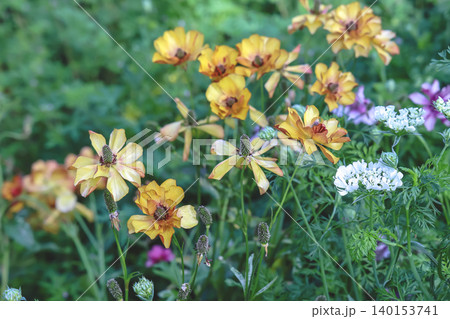 April 25 2026 Yellow Wildflowers Blooming Among White Garden Flowers April 25 2026 Yellow Wildflowers Blooming Among White Garden Flowers 140153741
