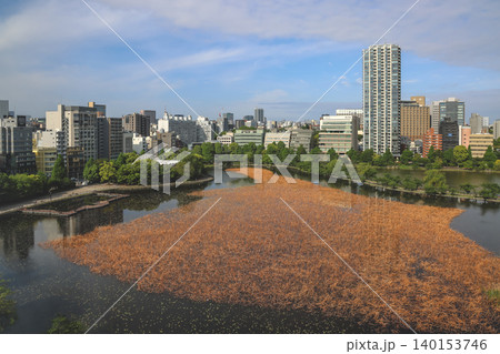 April 25 2026 Shinobazuno Pond Surrounded By Urban Tokyo Skyline April 25 2026 Shinobazuno Pond Surrounded By Urban Tokyo Skyline 140153746