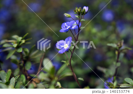 71133　ベロニカの花 140153774