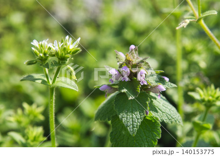 71134 ヒメオドリコソウの花 71134 ヒメオドリコソウの花 140153775