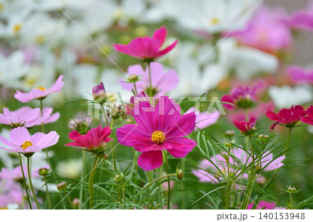 満開のコスモスの花 140153948