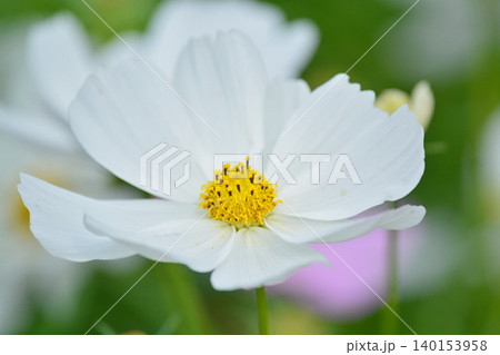 満開のコスモスの花 140153958