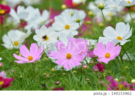 満開のコスモスの花 満開のコスモスの花 140153962