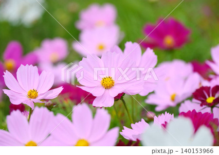 満開のコスモスの花 満開のコスモスの花 140153966