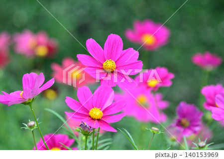 満開のコスモスの花 140153969
