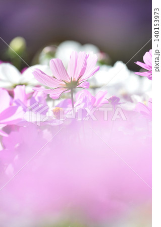 満開のコスモスの花 140153973