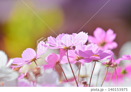 満開のコスモスの花 満開のコスモスの花 140153975