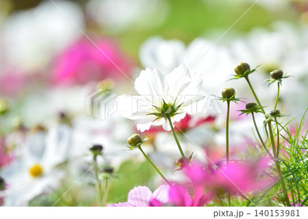 満開のコスモスの花 満開のコスモスの花 140153981