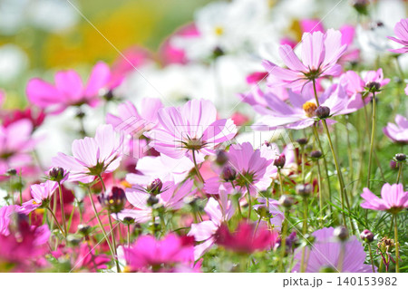 満開のコスモスの花 満開のコスモスの花 140153982