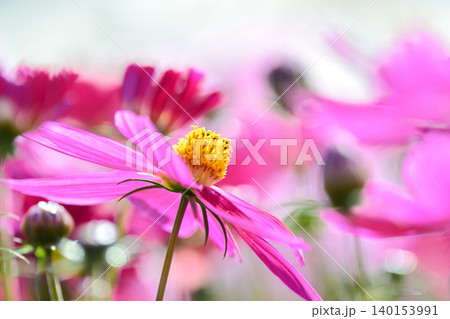 満開のコスモスの花 満開のコスモスの花 140153991