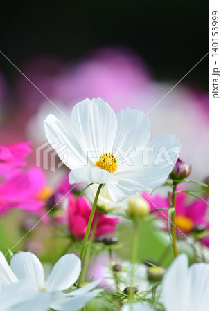 満開のコスモスの花 満開のコスモスの花 140153999