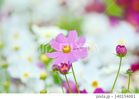 満開のコスモスの花 140154001