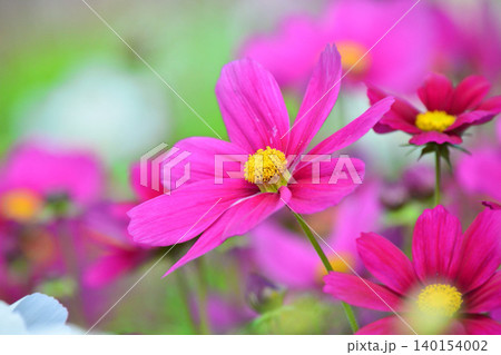 満開のコスモスの花 満開のコスモスの花 140154002