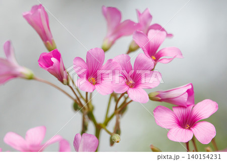 ピンク色のイモカタバミの花 ピンク色のイモカタバミの花 140154231