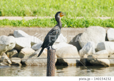 水辺で休む川鵜 羽を乾かす野鳥 水辺で休む川鵜 羽を乾かす野鳥 140154232