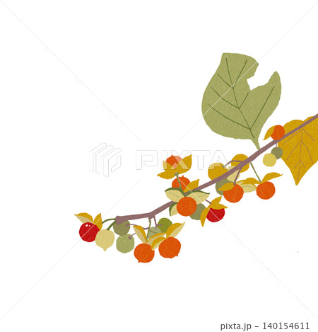 手描きの花のイラスト　ツルウメモドキ 140154611
