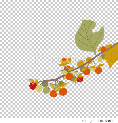 手描きの花のイラスト　ツルウメモドキ 140154611