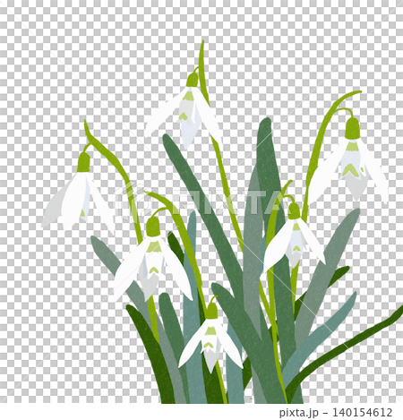 手繪花卉插圖:雪花蓮 手繪花卉插圖:雪花蓮 140154612