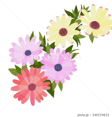 手描きの花のイラスト　オステオスペルマム 140154613