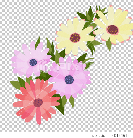手描きの花のイラスト　オステオスペルマム 140154613