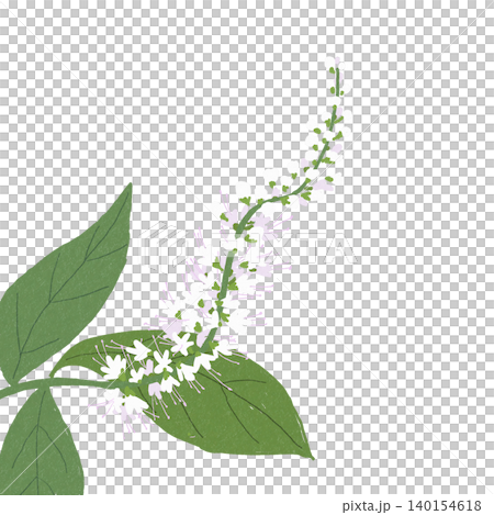手描きの花のイラスト ユキヨセソウ 手描きの花のイラスト ユキヨセソウ 140154618