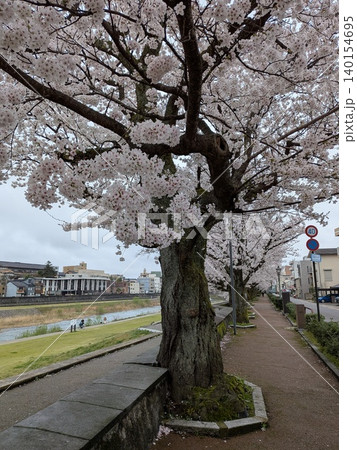 石川県金沢市朝の犀川の桜 石川県金沢市朝の犀川の桜 140154695