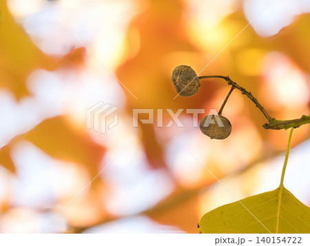 紅葉したナンキンハゼの実 紅葉したナンキンハゼの実 140154722