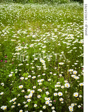 一面に広がる美しいマーガレットの花畑 一面に広がる美しいマーガレットの花畑 140154765
