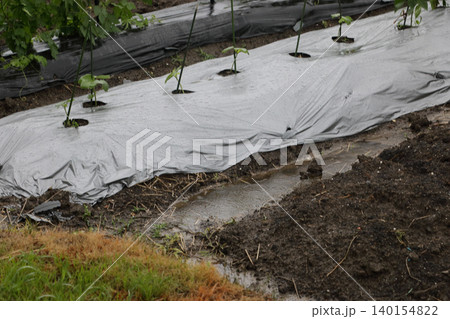 台風一過で暴風雨警報の畑の様子 台風一過で暴風雨警報の畑の様子 140154822