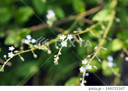 71178 キュウリグサの花 71178 キュウリグサの花 140155167