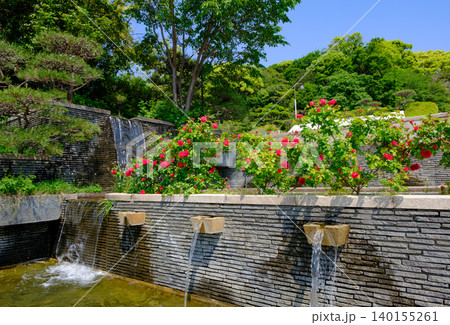 神戸市の須磨離宮公園にある庭園の満開のバラと噴水 神戸市の須磨離宮公園にある庭園の満開のバラと噴水 140155261