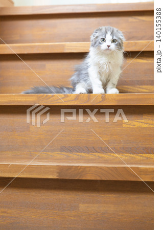 階段にいるスコティッシュフォールドの子猫 階段にいるスコティッシュフォールドの子猫 140155388