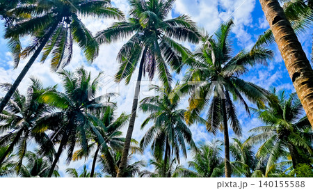 view of coconut trees with blue sky and white clouds, beautiful as a background view of coconut trees with blue sky and white clouds, beautiful as a background 140155588