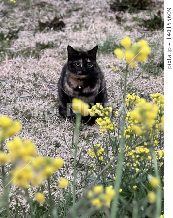 サビ猫と菜の花 サビ猫と菜の花 140155609