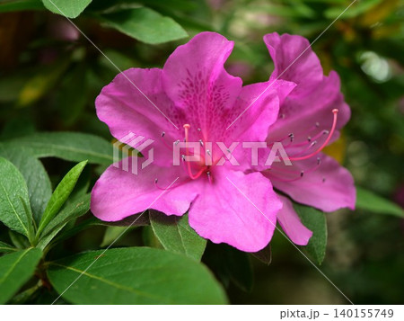 ピンク色のツツジの花 ピンク色のツツジの花 140155749