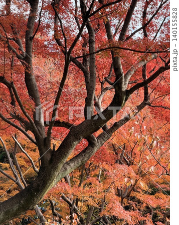 真っ赤に染まった紅葉 140155828